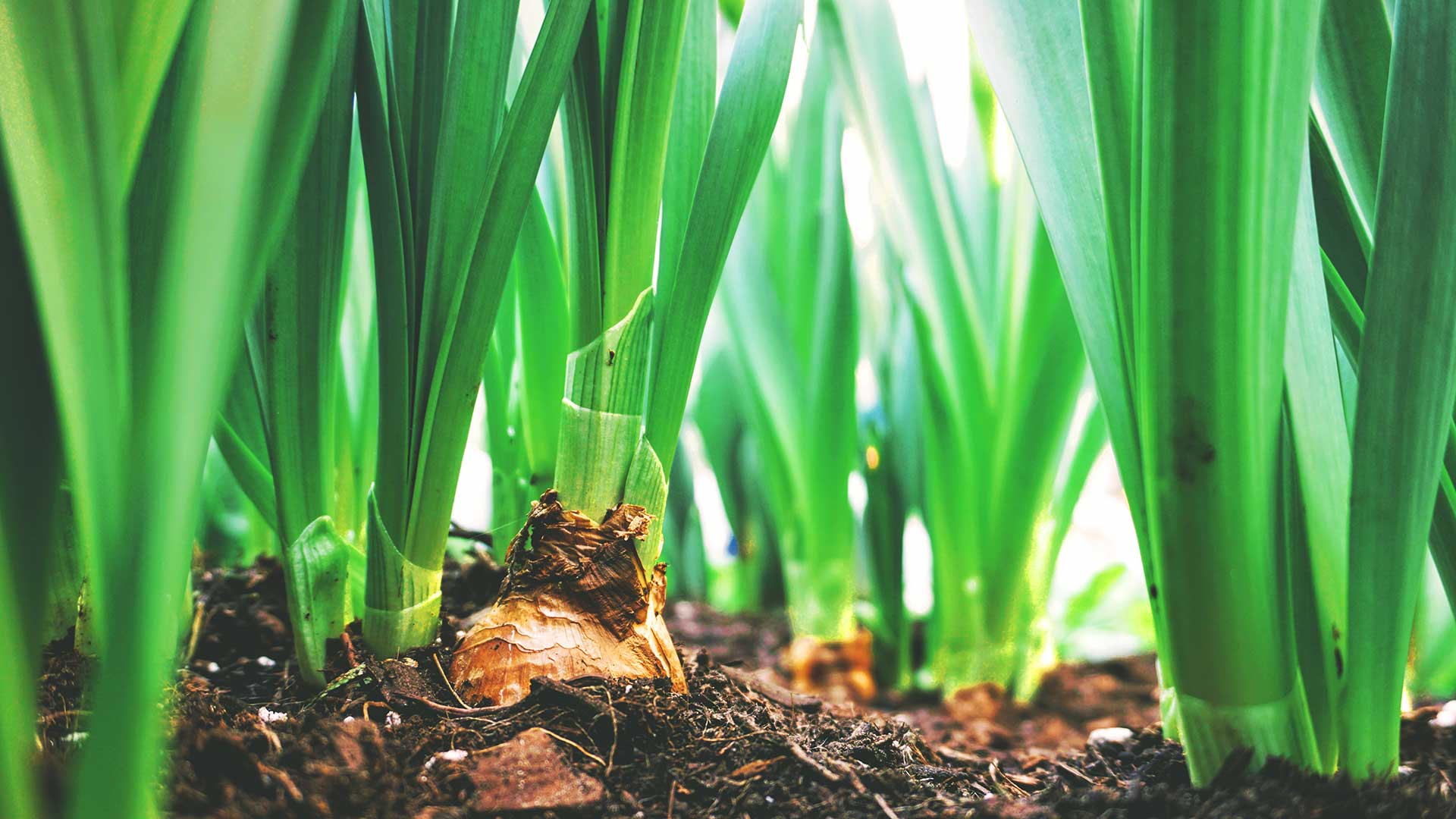 vegetable sprouts